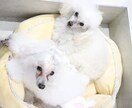 犬のお手入れ・飼い方の相談にのります トリマー歴6年が飼い主さんの不安に寄り添います イメージ3