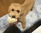 ペットの気持ち考えます 元ペットショップ店員が、ペットの気持ち教えます イメージ1