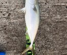完全初心者向け、釣りの楽しさ教えます 釣り歴20年の私が釣りの全てを伝授いたします！ イメージ4