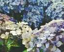 水族館や花の写真出品します 今までに撮り溜めた風景写真を販売致します。 イメージ3