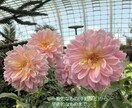 素早く丁寧に日本語⇔英語翻訳します 〖TOEIC960点/英語検定1級/トロント大学留学経験有〗 イメージ3