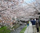 【もうすぐ桜咲く春☆京都へ旅したい方へ♪】京都1人旅歴約８年☆楽しみたいテーマ毎のオススメ教えます イメージ3