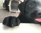 わんちゃんのお悩み解決します わんちゃんの問題行動、しつけの仕方に困っているあなたへ イメージ3