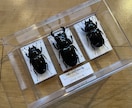 思い出の昆虫標本製作します 思い出の個体など形に残しませんか イメージ1