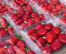 QS肥料を施用したイチゴ栽培のコンサルが出来ます 二度と困らない…栽培マニュアルを作成するサポートを致します! イメージ10