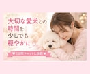 老犬との暮らしや介護のお悩みを一緒に考えます 食事・排泄・寝たきりなど、愛犬の介護をサポートします イメージ5