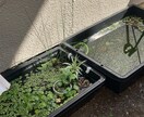 犬猫小動物魚｜生き物好きの相談や自慢話を聴きます 幅広い飼育経験と保護経験でペットと飼い主をサポート イメージ6