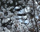 スマホやデジカメで撮影した自然な写真を撮ります スマホやデジカメで撮った風景など イメージ4