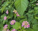 どうして？突然の別れ…相手の気持ち全部視ます 頭が真っ白…連絡が来ない等理由は？何があったか起こるか視ます イメージ6
