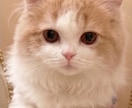 お写真から愛犬・愛猫のメモリアル人形作ります ずっと一緒にいたお子様を手のひらのかたちに残します イメージ2