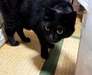 タロットカードの大アルカナを使って占いをします お悩みや迷いについて、カードからのメッセージをお伝えします。 イメージ1