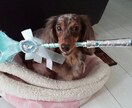 愛犬のしつけでお悩みでしたらアドバイスします 愛犬のしつけにお悩みではありませんか？ イメージ1