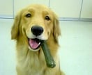 ☆最適な犬種☆プロドッグトレーナーが提案 イメージ1