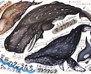 海洋生物のイラスト描きます 小さな魚から大きなクジラまで、種類色々お任せください！ イメージ3