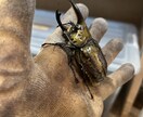 国内外のクワガタカブト虫の飼育、採集方法教えます クワガタカブトムシのことなら任せてください。 イメージ2