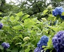 ご希望に添ったお写真をお届けします ご希望に添ったお写真をご提供させて頂きます!! イメージ3