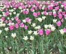 夫婦に関わること、子育ての事聞きます 不安が軽くなる方法を一緒に見つけていきましょう！ イメージ1