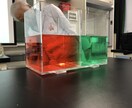 夏休みの自由研究などに便利な理科の実験を提案します 理科の教員を目指す、現役教育学部生がお応えします！ イメージ8