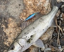 和歌山県で海釣りポイント教えます 海釣りで釣れるポイント釣れる魚教えます イメージ2