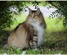 虹の橋を渡ったあの子からのメッセージをお伝えします きっとあなたへ伝えたい事が沢山あるはず イメージ3