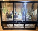 観葉植物が元気ない原因を写真から一緒に整理します 現在の管理状況を整理し、原因と改善案をお伝えします。 イメージ2