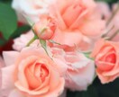 復縁、復活愛を叶え☆成就に導きます 元カレ、夫婦関係修復、セッションで成就に導きます☆ イメージ1