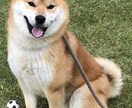 男女誰でもあなたの話し相手になります どんな話題でも構いません！話したくなったら来てください！ イメージ1