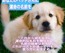 あなたのペットさんに運命の名前を提案します 音・波動・ご縁から導く名づけを イメージ1