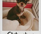 あなたからの依頼に合わせたチワワの写真を撮ります 犬が大好きな人チワワが好きな人 イメージ2