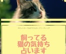 飼ってる猫ちゃんの気持ち占います 愛猫の気持ち知りたくありませんか？ イメージ1