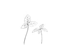 植物線画イラスト描きます 抜け感のあるリアルな植物の線画を描きます！ イメージ7
