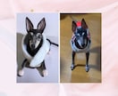 大切な愛犬さんをお作りします うちのコ羊毛フェルトワンコオーダー イメージ10