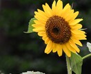 四季折々の写真を提供します 季節を感じられる花々はお好きでしょうか？ イメージ3