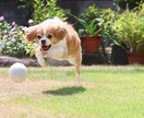 浜松市で愛犬専門の出張撮影いたします ご自宅で自然な表情を丁寧に撮影します イメージ5