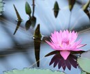 理想の人と出逢う方法教えます 幸せになりたいみなさんに良縁が訪れます。 イメージ1