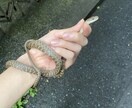 カブトムシ・クワガタの採取のポイントお教えます 採取時のポイントや方法をお教えします。 イメージ2