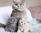 恋愛、結婚、相談、お悩み、何でも相談受付ます 誠心誠意あなたのお役に立ちます。笑顔になって頂きたい❣ イメージ5