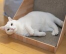 声を聴きたい♬話したい✰その想いに応えます 聴くだけOK！経験10年以上の〈元教員〉とお話ししませんか？ イメージ9