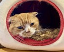 猫の保護、啓発など猫のこと全般のご相談に応じます 猫カフェ、ブリーダー、地域猫活動などの経験を活かしたいです。 イメージ1
