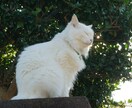 モヤモヤするお話しなんでも聞きます ゆる〜くお話しましよ数分後のスッキリ世界へお手伝い致します イメージ1