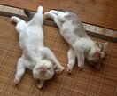 癒しになります。ちょっと聞いてアドバイスなどします 介護・福祉系歴19年の経験からお話します。 イメージ3