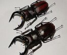 昆虫標本の作成を代行します 屋号名: BOOM INSECT イメージ1