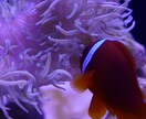 写真、素材画像の撮影代行、提供します のびのび撮影を楽しんできたからこそ撮れるものがあります！ イメージ2