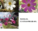 花の種　いろいろ　選べます 自家栽培の種ですが、いろいろあります。 イメージ5