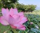 女性限定。恋愛相談や仕事の愚痴や相談聞きます 【CA】キャビンアテンダント相談件数100件以上。 イメージ2