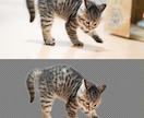 猫や犬などの画像をふわふわのまま透過加工します ペットの写真を透過し合成やオリジナルグッズに利用できます イメージ3