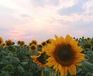 スマホで撮影した四季の風景写真をお届けします 「なんだか癒された」と思ってもらえる写真をめざしています イメージ6