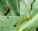 畑につく虫などから農薬を選択します 殺虫 殺菌剤を適用内から選択致します イメージ5