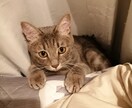 あの人の本音を知りたい！恋人になれる？お聞きします 私の事どう想っているの？恋人になりたいのに‥。 イメージ1