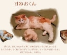 愛犬・愛猫のストーリーカードを制作します 世界にひとつだけの思い出を、一枚のカードに。 イメージ3